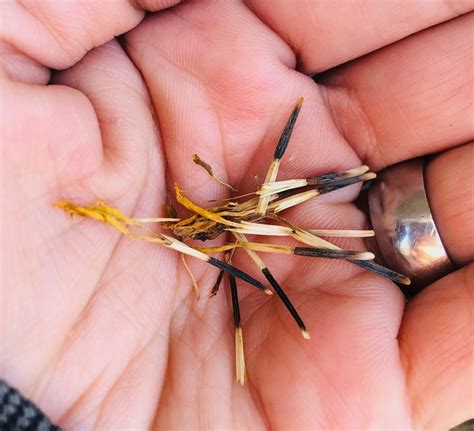 Marigold Seeds