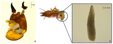 Termite Larvae Identification