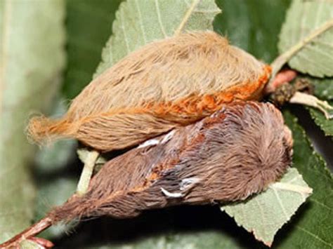 Venomous Caterpillar Makes Seasonal Return To Florida