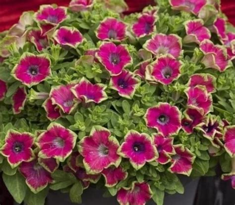 Crazytunia Kermit Purple