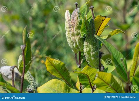 Glade In Forest Of Green Pods Asclepias Syriaca With Seeds Common