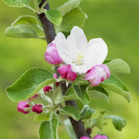 Blossom apple tree Stock Photo by ©phb.cz 4296680