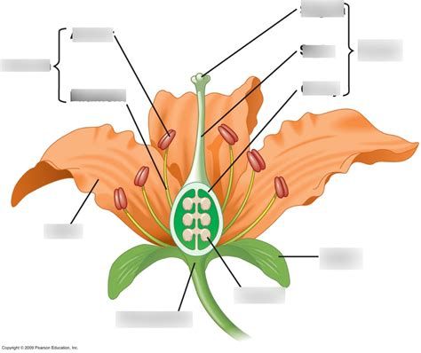 B10b Plant Reproduction Diagram Quizlet