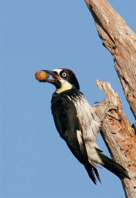 Acorn Woodpecker