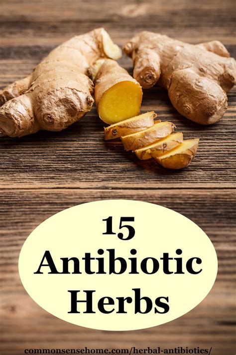 Herbal Antibiotics Natural Infection Fighters