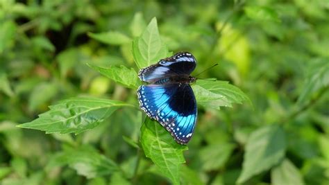 Mariposa Naturaleza Vistoso Foto Gratis En Pixabay Pixabay