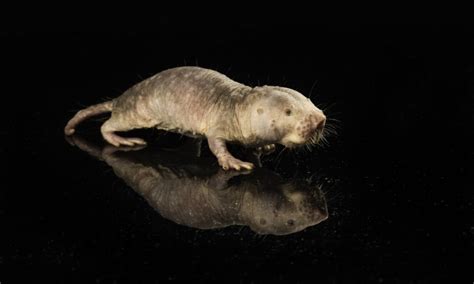 Transplanting Longevity Gene From Naked Rats Extends Life And Improves