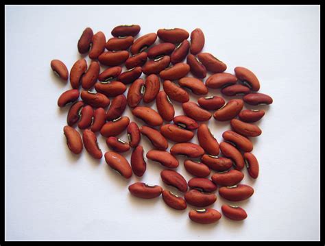 Olive In The House Fresh Home Grown Red Long Bean Seeds For Sale