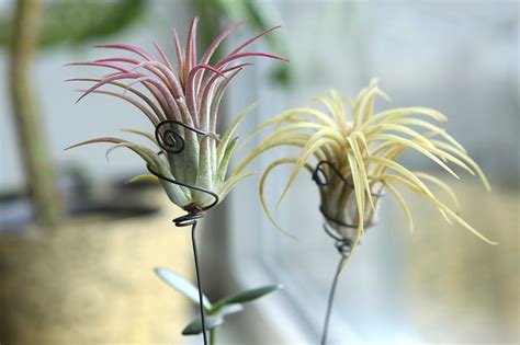 Epiphytes And Air Plants Archives Gardeners Path