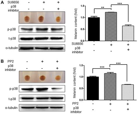 Src Inhibition Induces Melanogenesis In Human G Cells