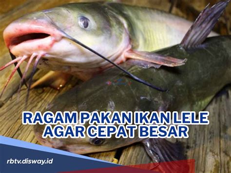 Pakan Ikan Lele Agar Cepat Besar Serta Alternatif Pakan Lain Dijamin