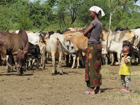 Breeds: Maasai cattle 07 in Cows (Bovis) | Vetlexicon