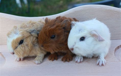 Passion Petits Animaux Elevage De Lapins Cochons D Inde Ballens