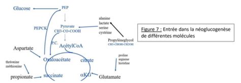 Bioch Cm N Oglucogen Se Et Sa R Gulation M Tabolisme De L