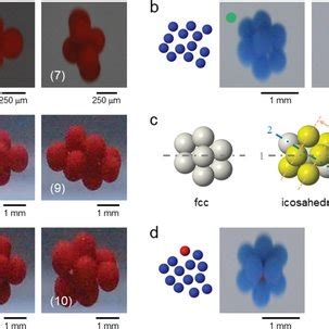 Examples Of Polymorphic Particle Clusters A Clusters Formed By N