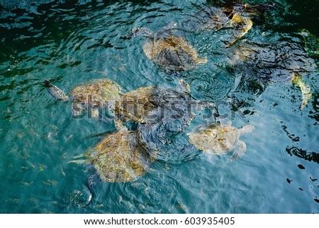 Great Barrier Reef Queensland Australia Stock Photo 134885012 ...