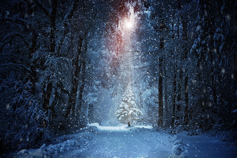 HD wallpaper: white tree digital wallpaper, winter, road, forest, the ...