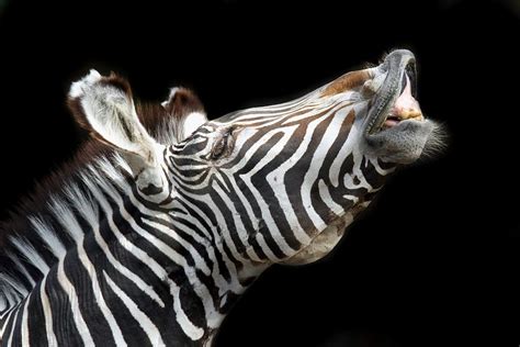 Happy Zebra Photograph By Christopher Miles Carter Fine Art America