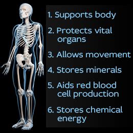 Function - The Skeletal system