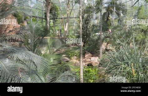 Greenhouse Palmengarten Palm Garden Frankfurt Stock Videos Footage