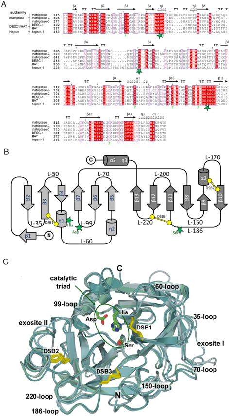 Green stars indicate the residues of the catalytic triad; conserved ...