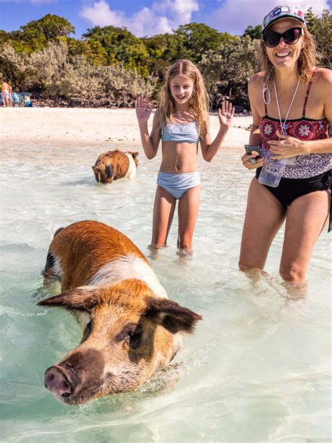 Ultimate Guide To Swimming With Pigs In The Bahamas