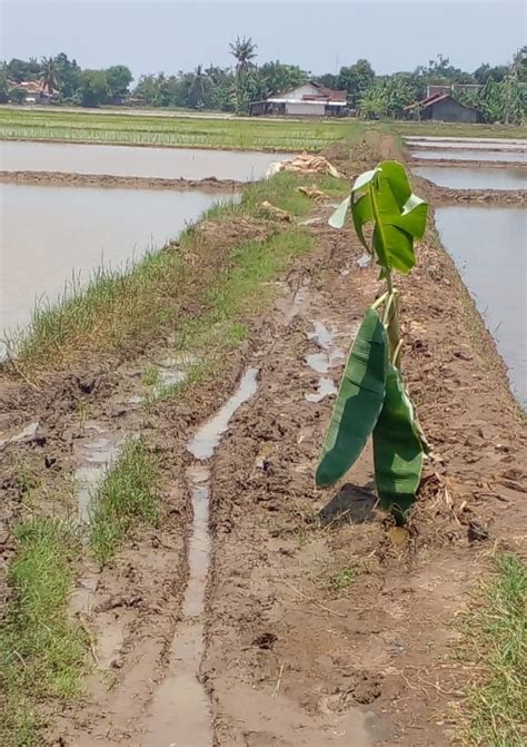 33 Tahun Jalan Rusak Tak Diperbaiki Petani Ajak DPRD Karawang Turun Tangan