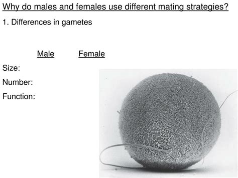 Ppt Reproduction The Evolution Of Sex And Gender Differences