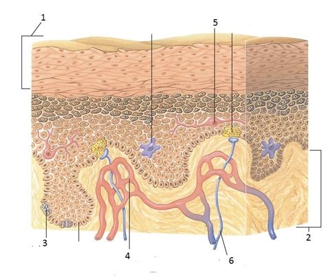 Epidermis Diagram Diagram | Quizlet