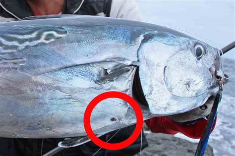 見た目はカツオ食べると絶品トロ！幻のレア魚「スマ」見分け方を解説。養殖はしてる？│ルアマガプラス