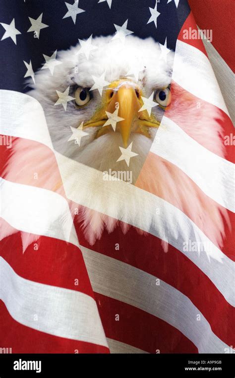 United States Stars And Stripes Flag With Bald Headed Eagle