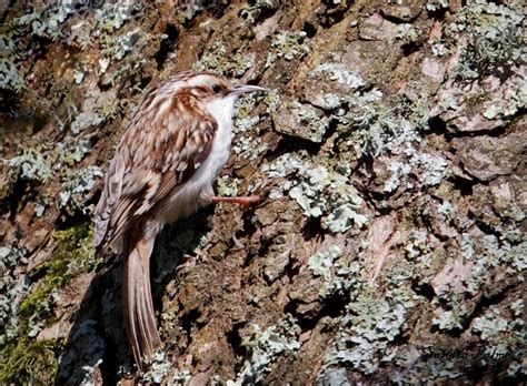 Treecreeper - bird photos by Sandra Palme