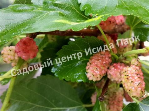 Саженцы шелковицы купить в Москве и Подмосковье по цене от 500 рублей﻿