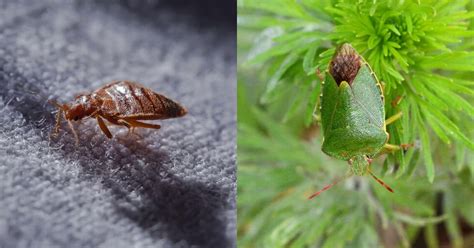 Punaises 8 astuces naturelles pour sen débarrasser au jardin et à la