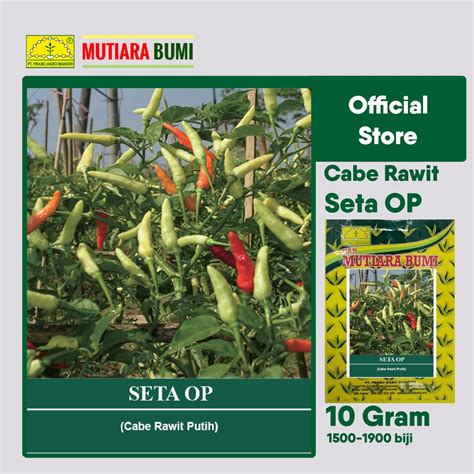 Jual Benih Cabe Rawit Putih Seta Super Gram Isi Biji