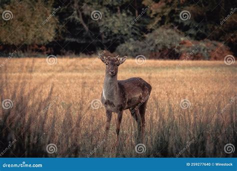 A European Fallow Deer Standing In A Field Stock Photo Image Of Field