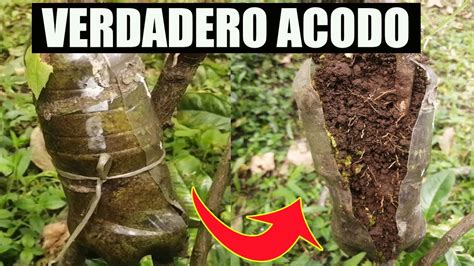 Como hacer un acodo aéreo y reproducir cualquier árbol frutal