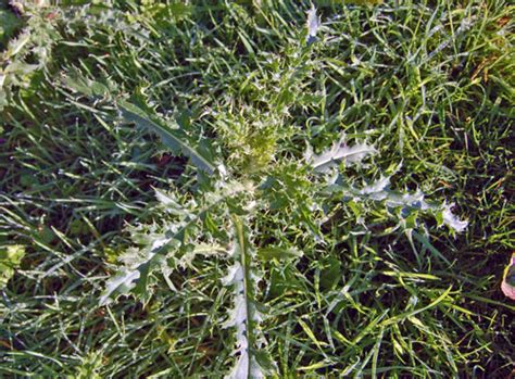 Creeping thistle, identify & control this lawn weed