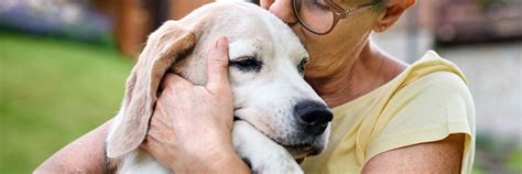 Conheça os benefícios do plano funeral OiPet Kafrio 24hs