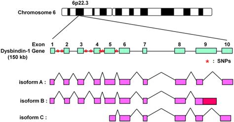 schematic representation   human dysbindin  gene