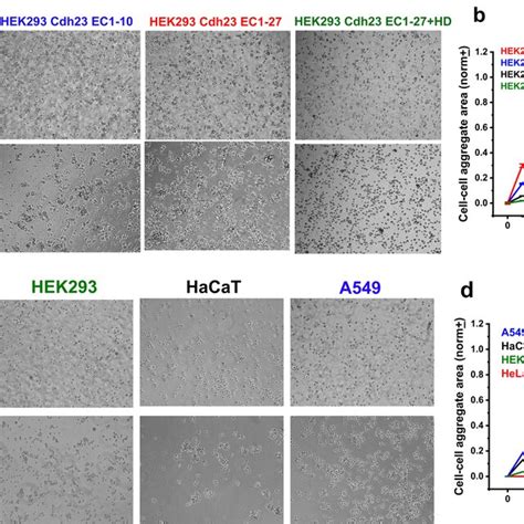 Cdh23 Forms Lateral Clusters On Guv Membranes A F The Fluorescence Download Scientific Diagram