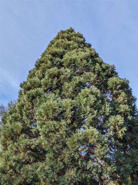 Tree Highlight: Giant Sequoia - For The Love Of Trees, LLC : For The ...