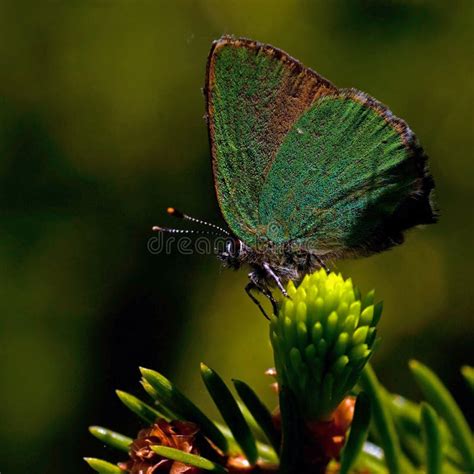 Green Hairstreak Butterfly Callophrys Rubi Stock Photo Image Of Blue