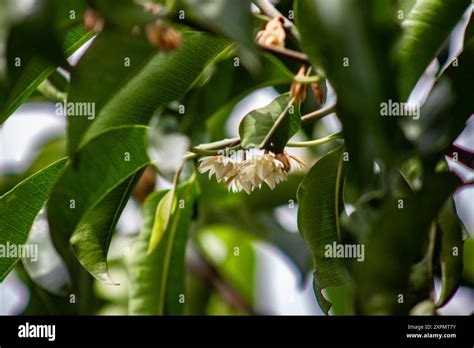indian medlar  res stock photography  images alamy