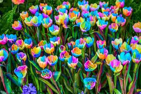 The Weather Network Photos The Worlds Most Unusual Tulips