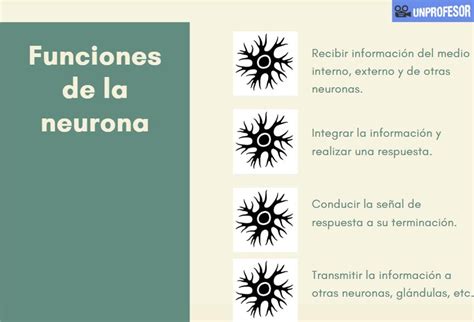 Funciones de la neurona RESUMEN IMÁGENES