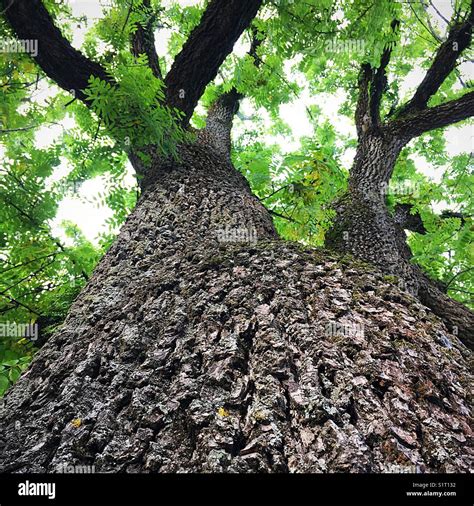 Bark of black walnut tree with green leaves Stock Photo - Alamy