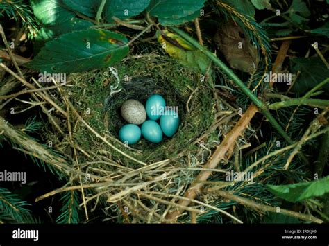 Cuckoo, common cuckoos (Cuculus canorus), European Cuckoo, European ...