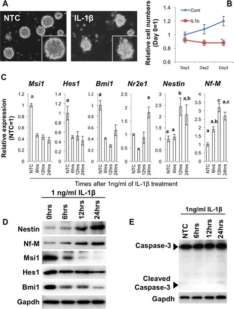 Il 1β Suppresses Stem Cell Self Renewal Gene Expression In Mouse Nscs