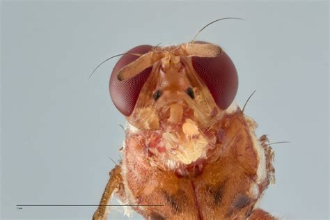 Bactrocera zonata - Fruit Fly ID Australia